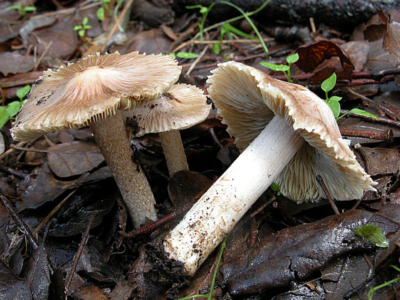 Inocybe rimosa (Bull.:Fr.) Kummer